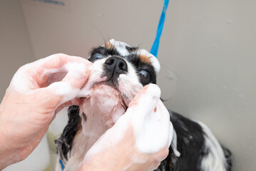 portrait of Cavalier King Charles spaniel dog taking shower with shampoo. dog takes bubble bath in an animal grooming salon.