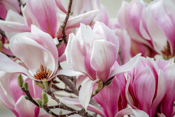 Magnolia Sulanjana flowers with petals in the spring season. beautiful pink magnolia flowers in spring, selective focusing.