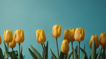 Obraz premium Yellow Tulips Blooming on a Background of Mint Blue.