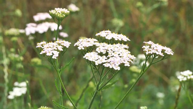 Insects collect nectar and pollen from yarrow. 
Yarrow accelerates blood clotting, wound healing, has a "blood-purifying", anticonvulsant, analgesic, antimicrobial, insecticidal and anti-allergic effe