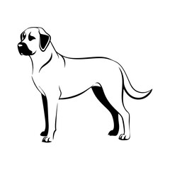 Fototapeta premium transparent vector illustration of Anatolian Shepherd Dog, side profile, line drawing