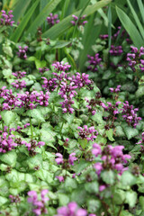 Closeup of a bed of Spotted Deadnettle plants, North Yorkshire England
