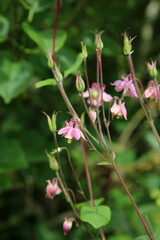 Macro image of pink Common Columbine blooms, North Yorkshire England
