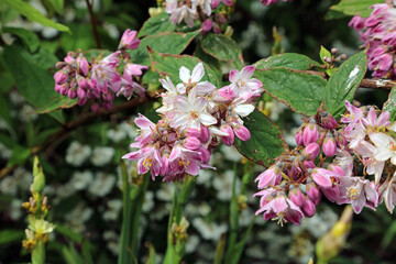 Macro image of pink Pride of Rochester blooms, North Yorkshire England
