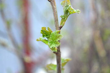 Home garden, plants, fruit bushes. Young green leaves, shoots, raspberry branches.