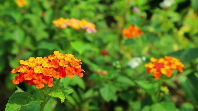 footage blomming latana camara flower in garden