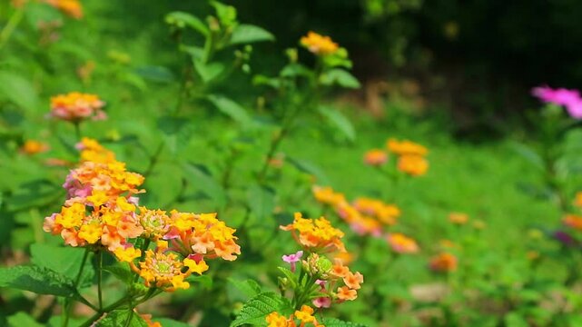 footage blomming latana camara flower in garden