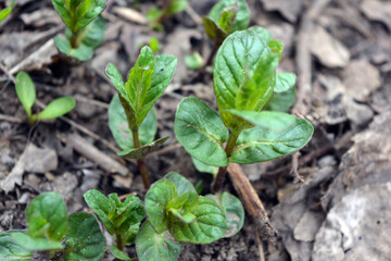 Beautiful nature, plants and flowers growing in spring. Young small green mint bushes growing on the ground in a home garden.