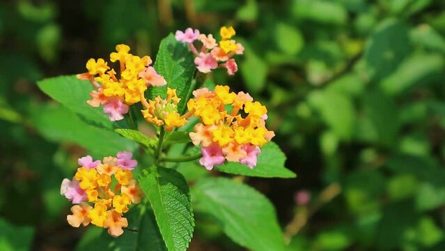 footage blomming latana camara flower in garden