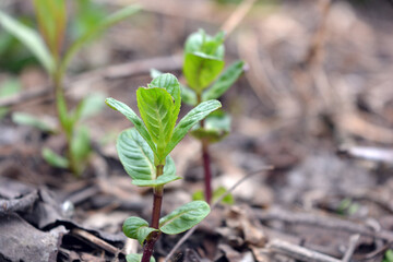 Beautiful nature, plants and flowers growing in spring. Young small green mint bushes growing on the ground in a home garden.