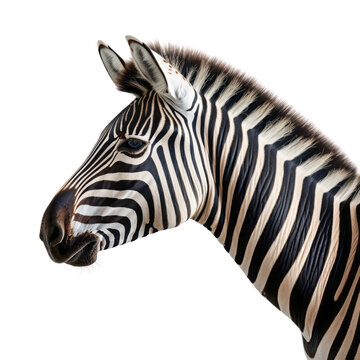 recommend clip art: Zebra isolate on transparent png.
                    