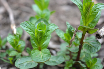 Beautiful nature, plants and flowers growing in spring. Young small green mint bushes growing on the ground in a home garden.