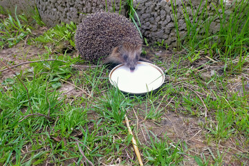 A cute brave hedgehog in the daylight came to drink milk from a plate in the backyard, a tame, domestic, well-fed animal. Pleasant neighborly relations with wild animals. © Po