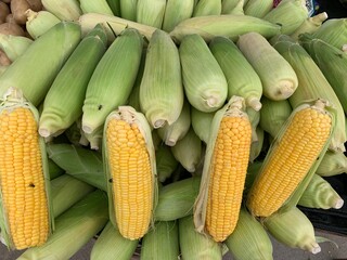 corn on the cob