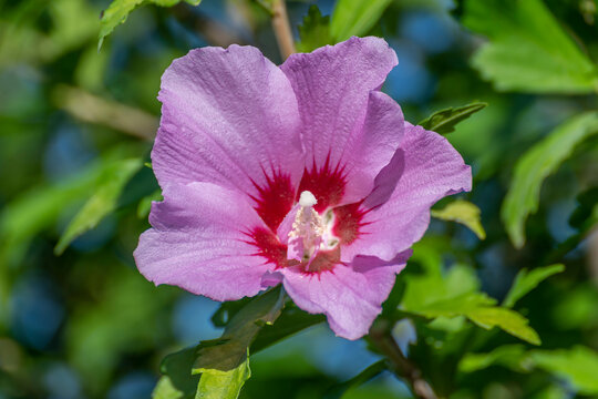 A beautiful lilac Hibiscus flower has bloomed in summer