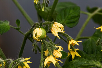 Small unripe green cherry tomato growing on the vine with yellow flowers 