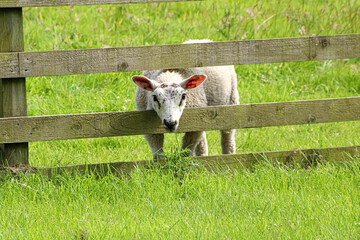 one lamb on a green grass pasture field with its head through a wooden enclosure fence in Edinburgh Scotland 