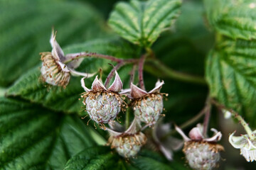 Macro close up of a rubus plant and small unripe green raspberries 