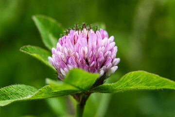 Close up of a red clover flower on green leaves background 