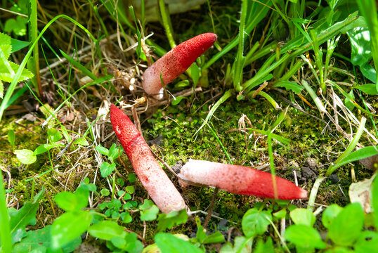 Mushroom Mutinus canine (lat. Mutinus caninus)