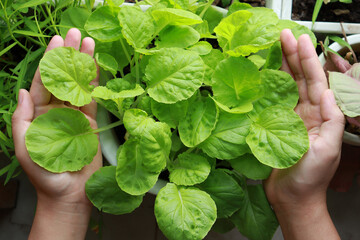 Woman hand hold green vegetable in hand. Food sustainability, green economy, smart farmer, ESG, environment.