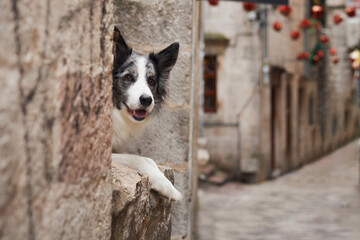 A Border Collie playfully peeks around a stone column in a picturesque alley. The dog expressive...