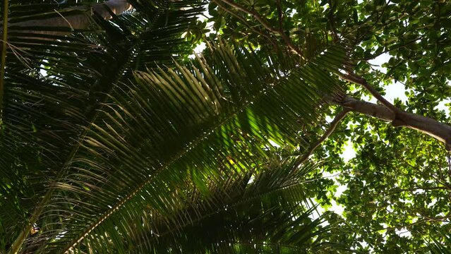 Greenery coconut palm tree leaf with tropical rainforest sun light nature background