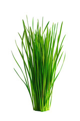 a sprouting grass seedling, plant element, photorealistic, bright green, isolated on white background, field of dept deep odject, all cover focus text, for spacecopy