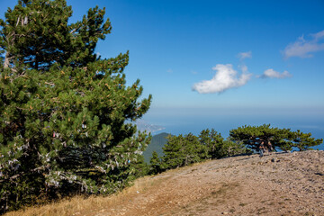 Obraz premium Pine on top of Ai-Petri mountain, Crimea