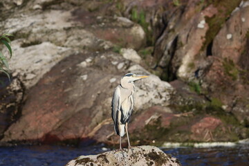 Sweden. The grey heron (Ardea cinerea) is a long-legged wading bird of the heron family, Ardeidae, native throughout temperate Europe and Asia, and also parts of Africa.   