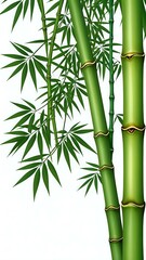Lush green bamboo stalks with leaves isolated on a white background.