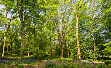Springtime in the woodland. The floor of the wood is covered by a carpet of Bluebells.