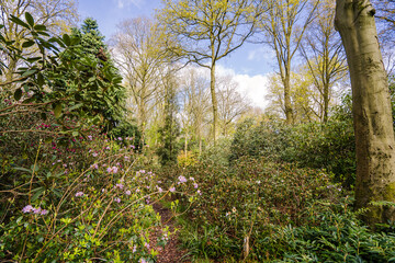 Bushes and trees in a typical woodland scene in springtime.