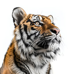 Fototapeta premium A tiger gazes upward with curiosity.