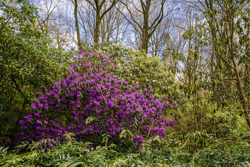 A purple flowering Rhododendron stands out against the surrounding bushes and trees in a typical English woodland