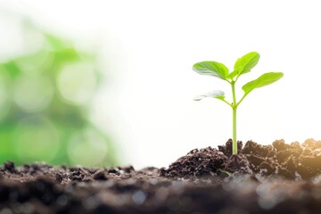 Fototapeta premium Green seedling concept of new life, panoramic image Isolated on white background