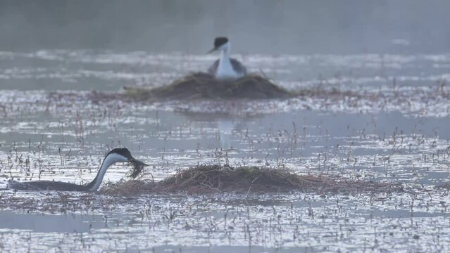 A western grebe (Aechmophorus occidentalis)  pair diligently works on maintaining their nest amid a grebe rookery in Antelope Lake in Plumas County California on a cool foggy morning.