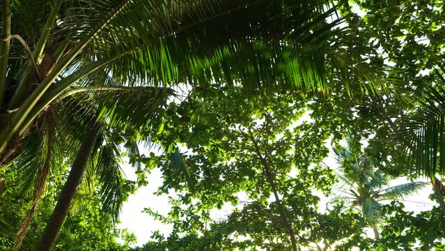 Greenery coconut palm tree leaf with tropical rainforest sun light nature background