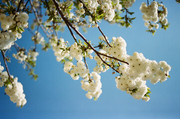 Cherry Blossoms, Paris France 