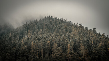 payolle foret montagne