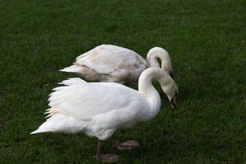 Swans In Garden Palace of Versailles, Paris France