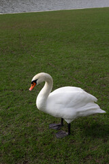 Swans In Garden Palace of Versailles, Paris France