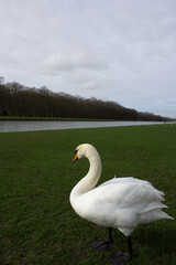 Swans In Garden Palace of Versailles, Paris France