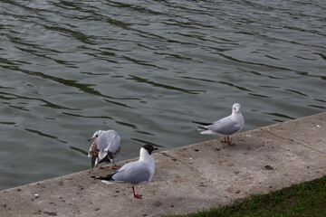 Seagull bird in Garden Palace of Versailles, Paris France