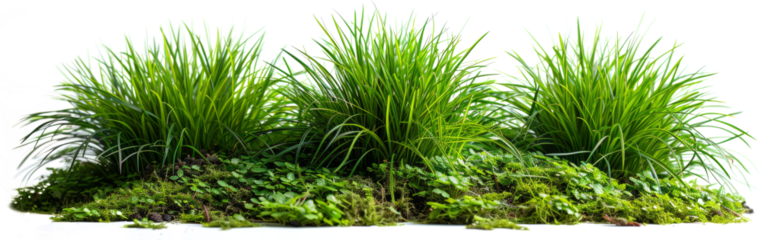 Grass bush cut out, Green grass bush made isolated on transparent background. Generative AI illustration