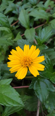 yellow flower in the garden