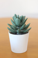 small white planter on wooden table.