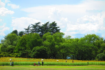 暑い夏の日の広場の風景10
