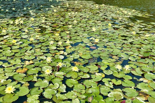 fiori di ninfee nel lago