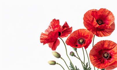 Obraz premium Photo of Red poppies on white background, border frame decoration, corner design element for text space in the middle. Black gray flowers, decorative floral border edge isolated on transparent backgro